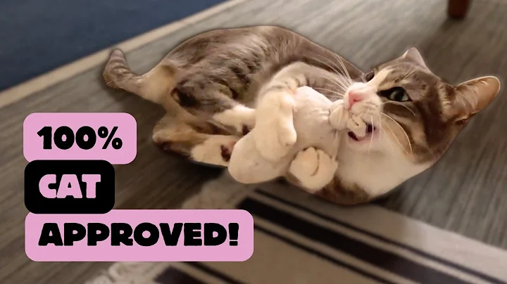 4 Free DIY Cat Toys Your Cat WILL Go CRAZY For!