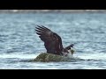 Crab fights off a bald eagle smallpocketlibrary