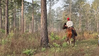 GeorgiaFlorida Shooting Dog Handler’s Club | 2023 | 43rd Annual Field Trial | 3/6/2023 (short)