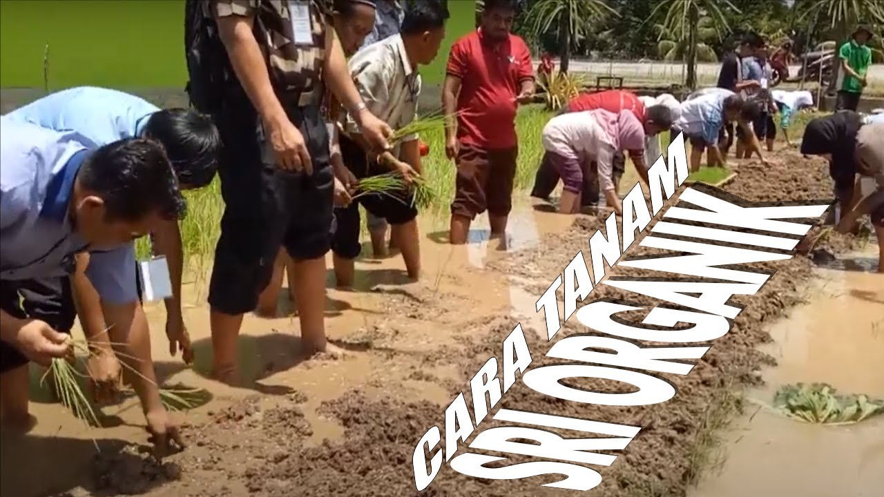 CARA TANAM PADI SYSTE SRI ORGANIK 
