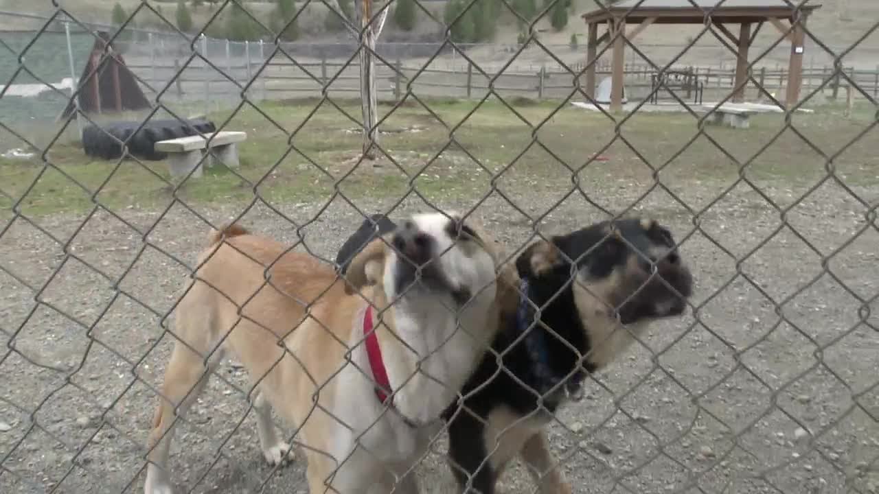 tobacco valley animal shelter raffle Tobacco Valley Animal Shelter raffling off 32 acres of land to raise funds