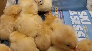 Buff Orpington chicks