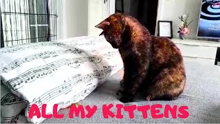 TORTIE KITTY CAT YOGI  -  CUTENESS OVERLOAD!