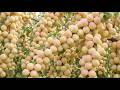 Super Giant White Apricots Everywhere! Satisfying Harvest Video 🍑✨