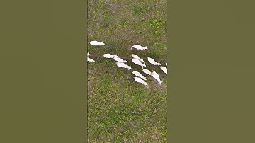 Drone captures cows and oxes  #drone #farmer #dronevideo #dji #farming #video #djimavic #djiair2s