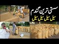 Gandum ka rate today  pakistan main sub se sasti gandum sale  wheat price