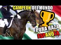 CABALLO ESPAÑOL CAMPEON DEL MUNDO |Hipica4patas