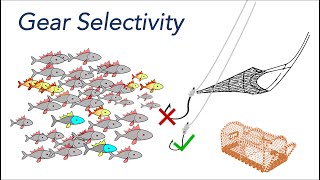Defining Gear Selectivity – Fisheries Stock Assessment and Management