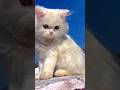 so cute #cat#like#subscribe