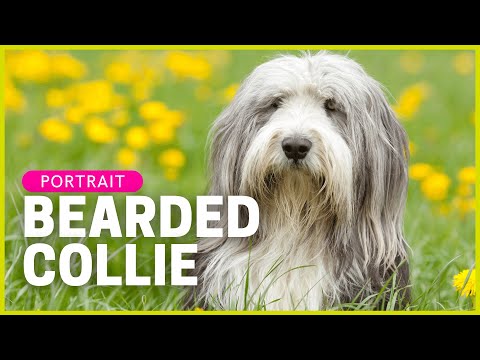 Video: Bearded Collie Hunderasse Hypoallergen, Gesundheit Und Lebensdauer