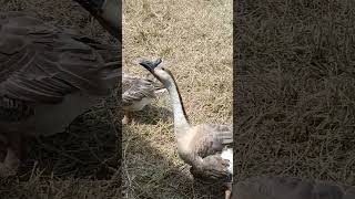 My goose at my himetown