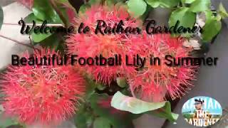 Beautiful Football Lily In Summer...