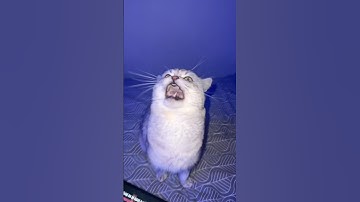 Smart Singing Cat!
