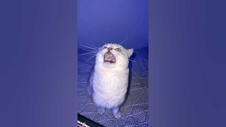 Smart Singing Cat!