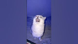 Smart Singing Cat!