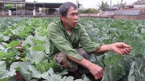 Trồng Rau, Củ, Quả Theo Tiêu Chuẩn Vietgap, Nông Dân Thu Lời Đậm | Báo Dân Việt
