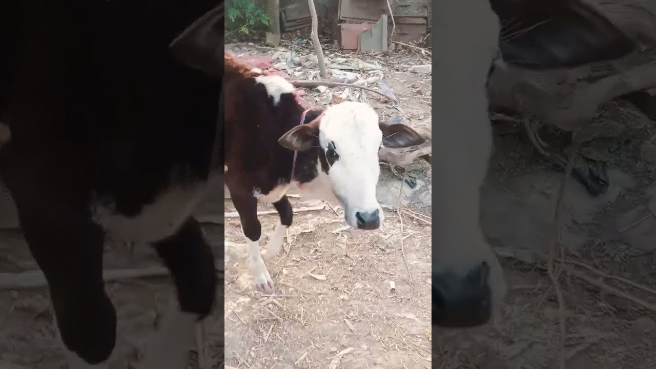 cow.babyShort.vidobest