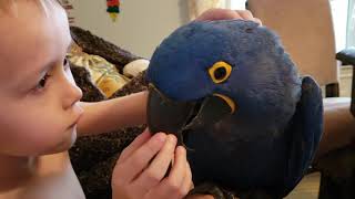 Hyacinth macaw enjoys loves from his big brother