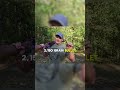 What Happens When 4 Bore Rifle Hits Bank Vault? 😱