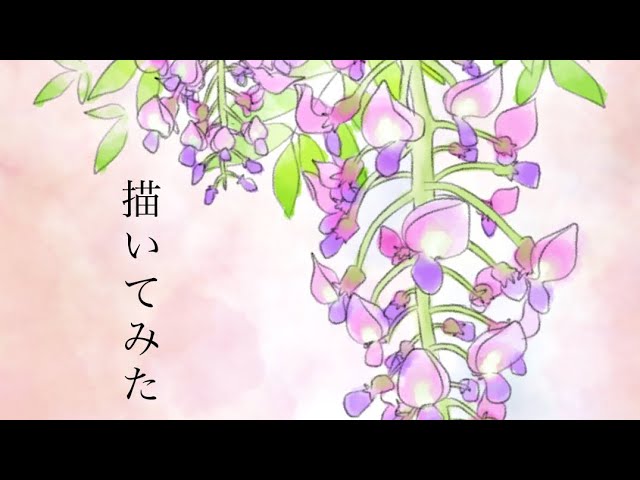 Ibis Paint 藤の花を描いてみた Youtube
