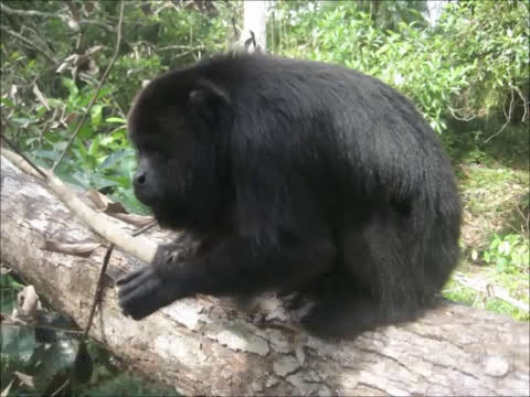 Video: Spåra Svarta Howler-apor På Community Baboon Sanctuary - Matador Network