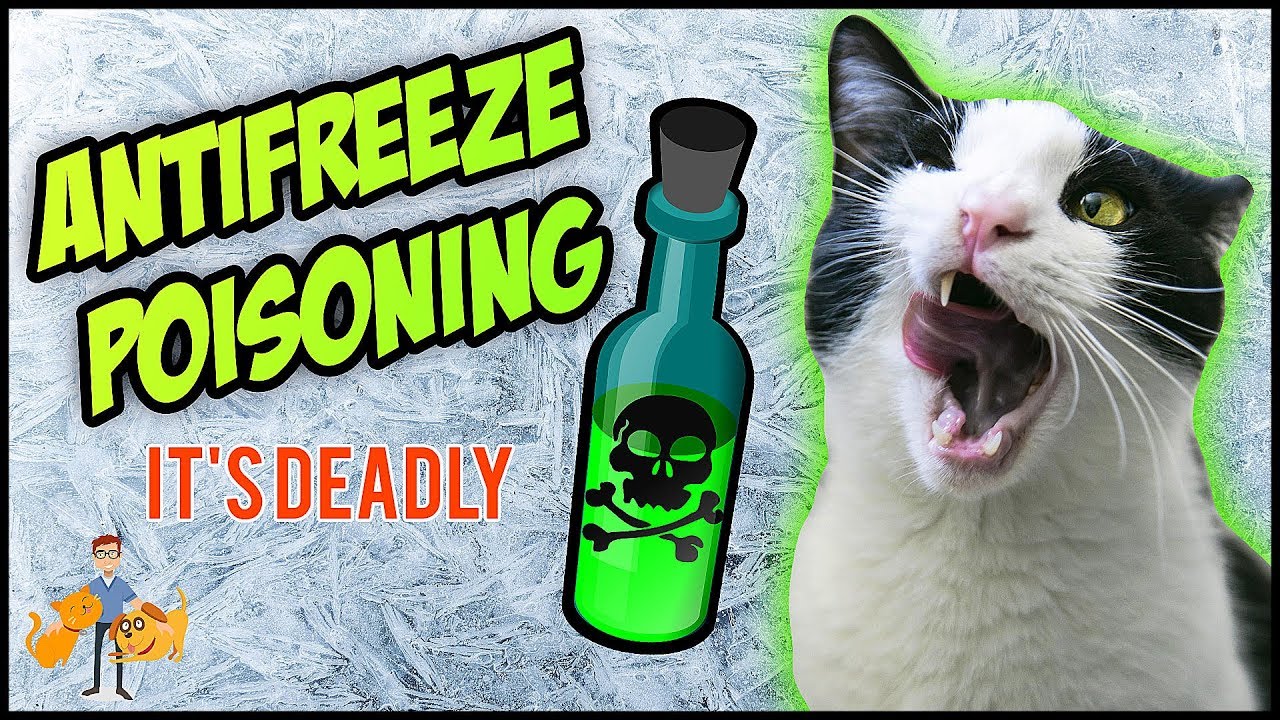 Pet Poison Prevention: Understanding Antifreeze Toxicity in Pets