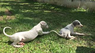 Jimmy’s Litter 52days Pure Mudhol Hound puppies available by Vachan N C 2,364 views 2 years ago 1 minute, 24 seconds