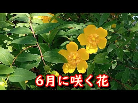6月に咲く花 Youtube 6月に咲く花 Youtube