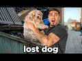 We Found a Lost Dog All Alone