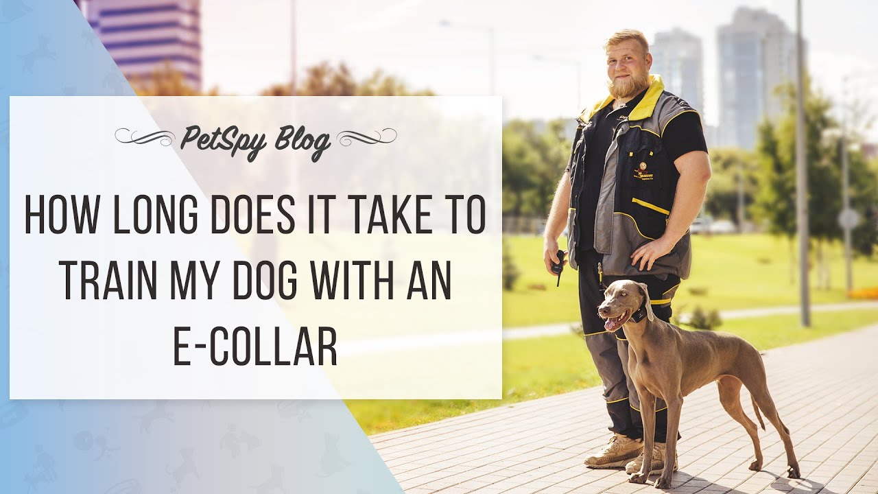 How long does it take to train my dog with an ecollar