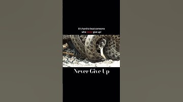 Every setback is a setup for a comeback. Never give up! #keepgoing #nevergiveup