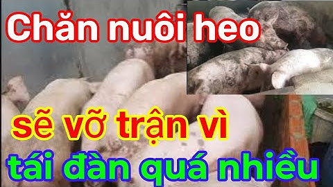 Chăn nuôi heo sẽ toang nếu thị trường tiếp tục diễn ra như thế này 