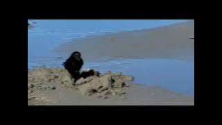 What A Lucky Crow Grabbed A Razor Clam Out Of A Water Sand At Seaside, Or