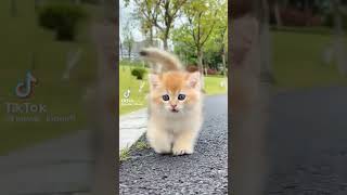 Toshakdagi sevgi sahnasining erotik tariflari