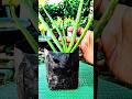 How to aloe vera baby plant reporting 👍🪴🌱 #gardening #plant #aloe vera
