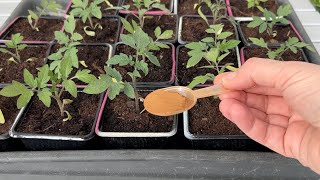 One teaspoon will protect tomato seedlings against fungal diseases by Clever Hacks 1,332 views 11 days ago 8 minutes, 35 seconds