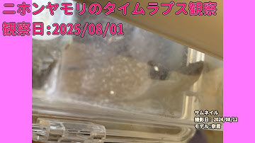 【Memorandum】 2025年08月01日 RPi-Cam-Web-Interfaceを用いたニホンヤモリのTimelapse観察