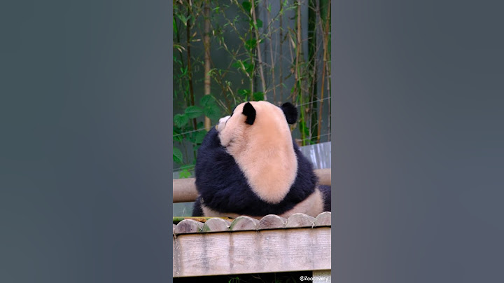 밥 먹는 쌍둥바오, 루이바오(Rui Bao,睿寶)🐼후이바오(Hui Bao,輝寶)🐼/Everland #주토피아 #everland  #panda #cute