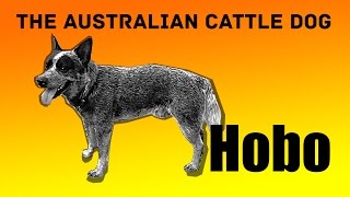 Australian cattle dog Hobo trying to fetch 3 balls. Mental exercises for blue heelers by Hobo [Australian Cattle Dog] 1,267 views 8 years ago 3 minutes, 24 seconds