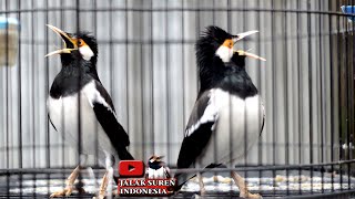 INI YANG PINTAR MEMBUAT JALAK SUREN LAIN TERPANCING JADI GACOR