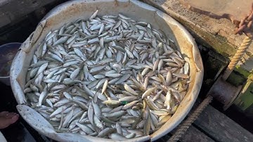 Cách Bắt Cá Linh Hiệu Quả Khủng Nhưng ít Có Ai biết đến. 