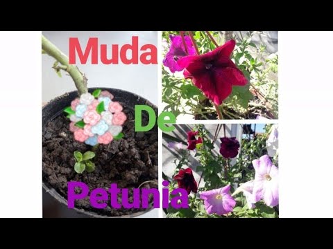 Vídeo: Enraizando flores de petúnia - Como começar petúnias a partir de mudas