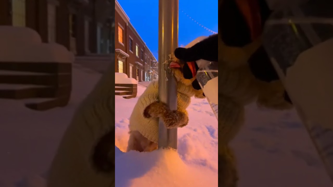 Found a Toy Poodle in a beige sweater struggling in the cold—then it shivered and walked away ❄️