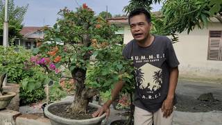 5 Hal yang harus di buat pada bougenville di musim hujan