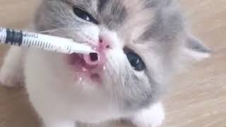 Feeding milk to a kitten using a syringe