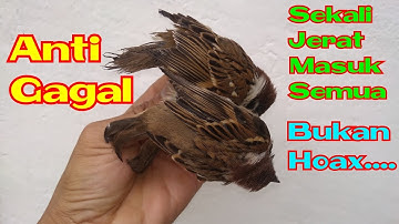 Cara Unik Buat Perangkap Burung # Perangkap Burung Gereja