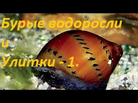 Бурые Водоросли VS Аквариумные улитки. Раунд 1