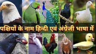 hindi birds english both
