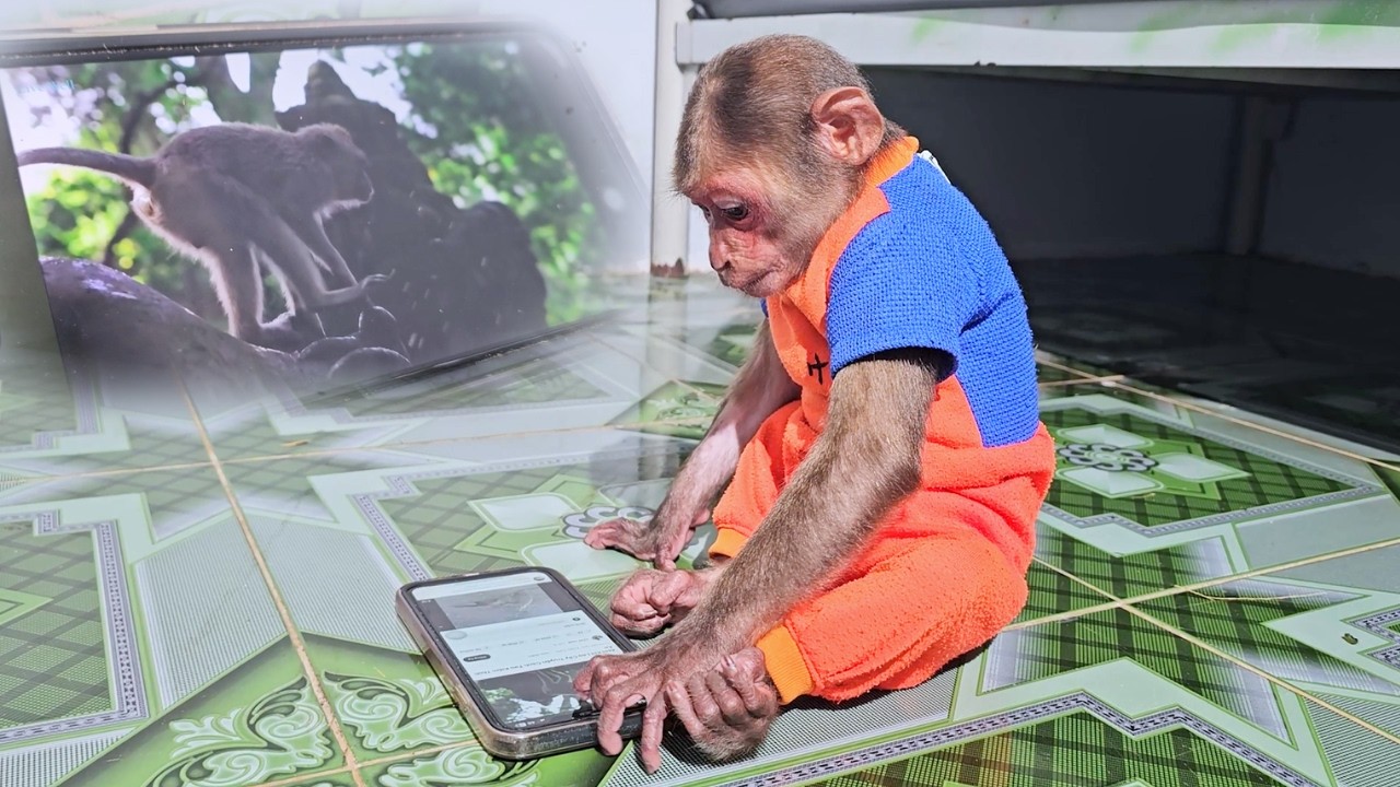 Adventure Call! SU Hilarious First Look Wild Monkey Change Everything!