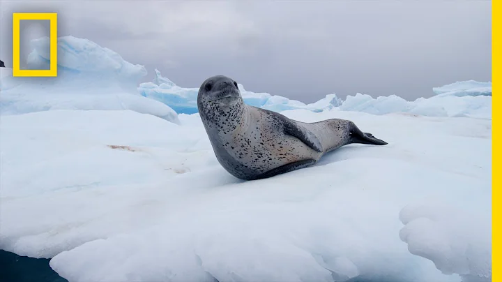 Leopard Seals Play and Hunt in Antarctica | Nation...